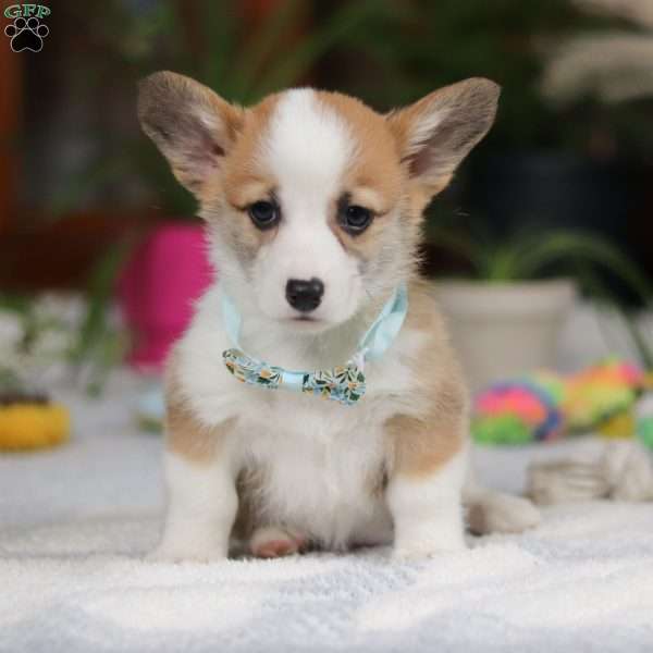 Hendricks, Pembroke Welsh Corgi Puppy